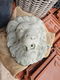 waterspuwer ,waterfontein ,leeuw - 3 - Thumbnail