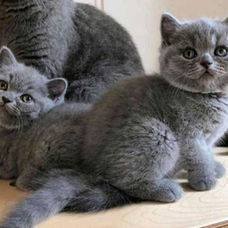 Britse korthaar kittens beschikbaar