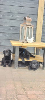 Pups/ LeoLabra's te koop - 0