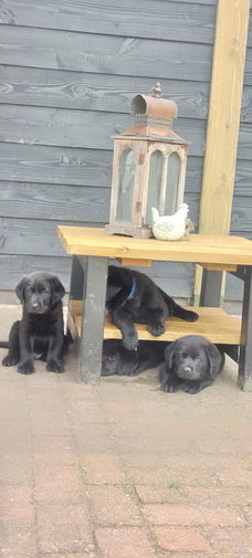 Pups/ LeoLabra's te koop