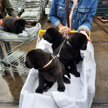 Pups/ LeoLabra's te koop - 1