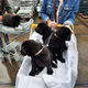 Pups/ LeoLabra's te koop - 1 - Thumbnail