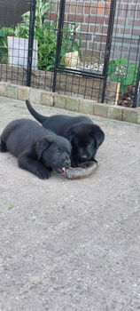 Pups/ LeoLabra's te koop - 2