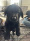 Pups/ LeoLabra's te koop - 3 - Thumbnail