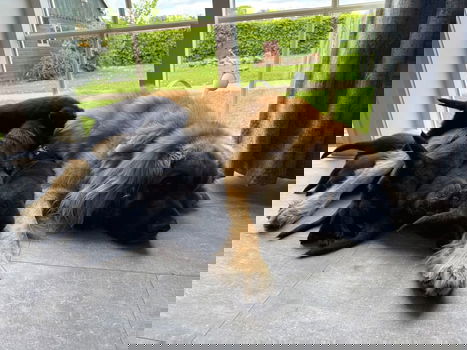 Pups/ LeoLabra's te koop - 4