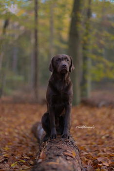 Pups/ LeoLabra's te koop - 5