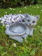 Vogebak met poes , kat - 0 - Thumbnail
