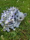 Vogebak met poes , kat - 1 - Thumbnail