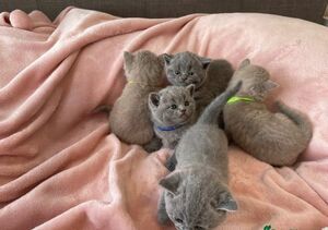 Schattige Britse korthaar kittens (mannelijk en vrouwelijk) - 0