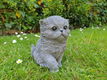 Poes met bal , betonnen beeld - 3 - Thumbnail