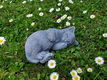Liggende poes , kat - 6 - Thumbnail