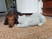 tuinbeeld poes , daisy , aanbieding - 0 - Thumbnail