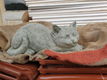 tuinbeeld poes , daisy , aanbieding - 3 - Thumbnail