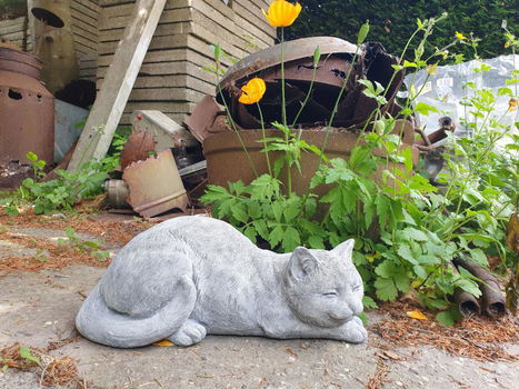 tuinbeeld poes , chintia , sale - 3