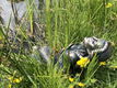 zeemeermin , claudine - 2 - Thumbnail