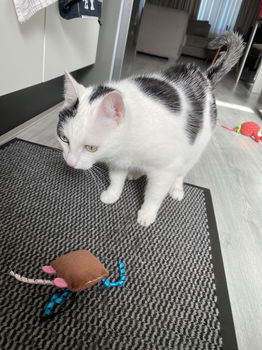 Zorgzaam gezin gezocht voor huiskat - 4