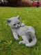 tuinbeeld, poes , kat , kado,aanbieding - 0 - Thumbnail