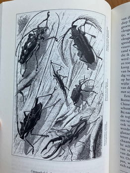 Het Maleise eilandenrijk - Alfred Russel Wallace - 3