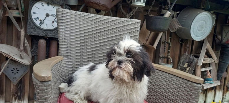 te koop mooie kleinblijvende speelse boomer pups - 0