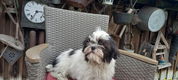 te koop mooie kleinblijvende speelse boomer pups - 0 - Thumbnail