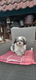 te koop mooie kleinblijvende speelse boomer pups - 1 - Thumbnail