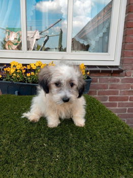 te koop mooie kleinblijvende speelse boomer pups - 2