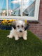 te koop mooie kleinblijvende speelse boomer pups - 2 - Thumbnail
