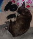 Franse bull x Chihuahua pups - 0 - Thumbnail