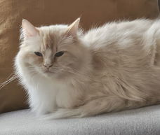 Te koop mooie Ragdoll kater, Cream Point, 2 1/2 jaar.