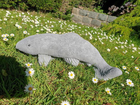 koi karper , tuinbeeld , kado - 2
