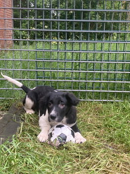 Friese stabij puppy’s - 0
