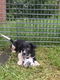 Friese stabij puppy’s - 0 - Thumbnail