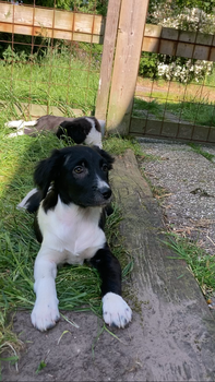 Friese stabij puppy’s - 1