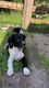 Friese stabij puppy’s - 1 - Thumbnail