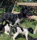 Friese stabij puppy’s - 2 - Thumbnail