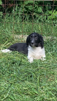 Friese stabij puppy’s - 3