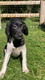 Friese stabij puppy’s - 4 - Thumbnail
