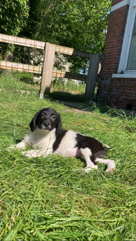 Friese stabij puppy’s - 5