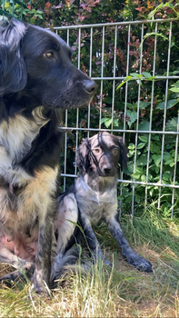 Friese stabij puppy’s - 6