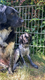 Friese stabij puppy’s - 6 - Thumbnail