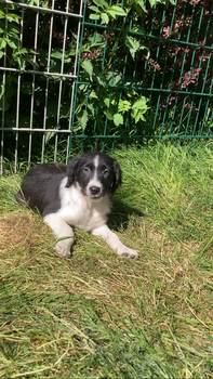 Friese stabij puppy’s - 7