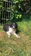 Friese stabij puppy’s - 7 - Thumbnail