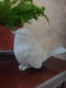 mus tuinbeeld , vogel , tuindecoratie - 3 - Thumbnail