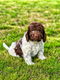 Italiaanse waterhond puppies te koop - 0 - Thumbnail