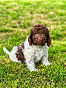 Italiaanse waterhond puppies te koop