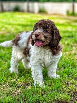 Italiaanse waterhond puppies te koop - 1