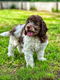 Italiaanse waterhond puppies te koop - 1 - Thumbnail