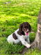 Italiaanse waterhond puppies te koop - 2 - Thumbnail