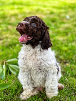 Italiaanse waterhond puppies te koop - 3