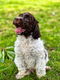 Italiaanse waterhond puppies te koop - 3 - Thumbnail